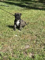 Red, a male Perro de Presa Canario for sale in Fayetteville, NC – 3 of 4