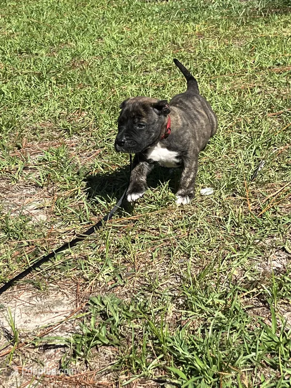 Red – Perro de Presa Canario puppy for sale in Fayetteville, NC
