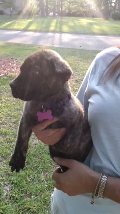 Purple , a female Perro de Presa Canario for sale in Fayetteville, NC – 5 of 5