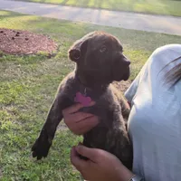 Purple , a female Perro de Presa Canario for sale in Fayetteville, NC – 2 of 5