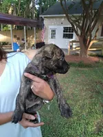 Purple , a female Perro de Presa Canario for sale in Fayetteville, NC – 3 of 5