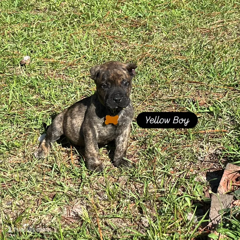 Yellow – Perro de Presa Canario puppy for sale in Fayetteville, NC