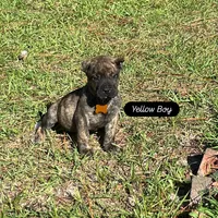 Yellow, a male Perro de Presa Canario for sale in Fayetteville, NC – 1 of 2
