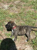 Red, a male Perro de Presa Canario for sale in Fayetteville, NC – 2 of 4