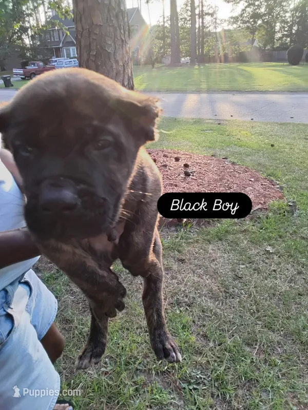 Black – Perro de Presa Canario puppy for sale in Fayetteville, NC