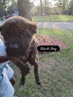 Black, a male Perro de Presa Canario for sale in Fayetteville, NC – 1 of 2
