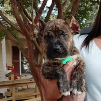 Green, a male Perro de Presa Canario for sale in Fayetteville, NC – 8 of 9