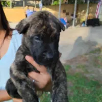 Purple , a female Perro de Presa Canario for sale in Fayetteville, NC – 1 of 5