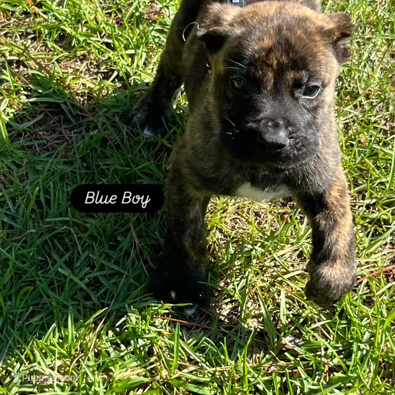 Blue(Thunder) – Perro de Presa Canario puppy for sale in Fayetteville, NC