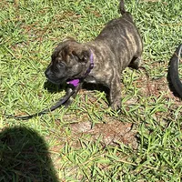 Purple , a female Perro de Presa Canario for sale in Fayetteville, NC – 4 of 5