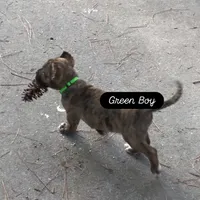 Green, a male Perro de Presa Canario for sale in Fayetteville, NC – 2 of 9