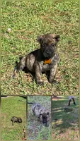 Yellow, a male Perro de Presa Canario for sale in Fayetteville, NC – 2 of 2
