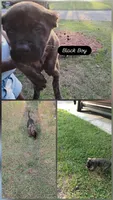 Black, a male Perro de Presa Canario for sale in Fayetteville, NC – 2 of 2
