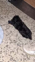 Bubba, a male Yorkipoo for sale in Winston-Salem, NC – 6 of 9