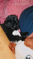 Bubba, a male Yorkipoo for sale in Winston-Salem, NC – 5 of 9