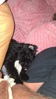 Bubba, a male Yorkipoo for sale in Winston-Salem, NC – 7 of 9