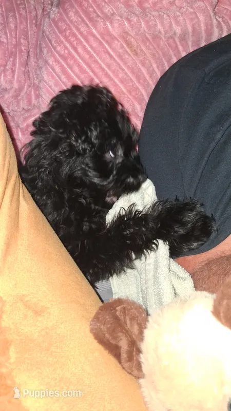 Bubba – Yorkipoo puppy for sale in Winston-Salem, NC