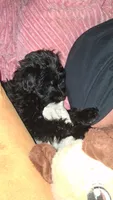 Bubba, a male Yorkipoo for sale in Winston-Salem, NC – 9 of 9
