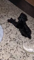 Bubba, a male Yorkipoo for sale in Winston-Salem, NC – 4 of 9