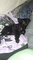 Bubba, a male Yorkipoo for sale in Winston-Salem, NC – 2 of 9