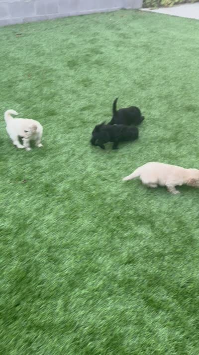 Facility video