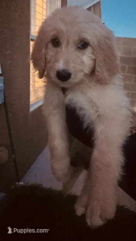 Beth, a female Goldendoodle for sale in Albuquerque, NM – 1 of 2