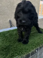 Bella, a female Goldendoodle for sale in Albuquerque, NM – 2 of 2