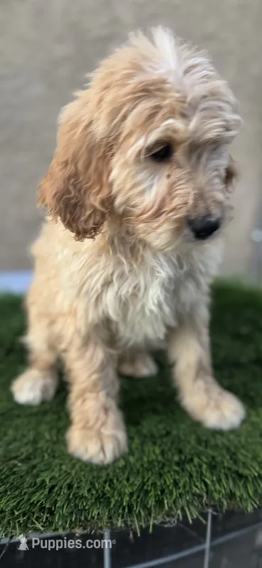 Luca, a male Goldendoodle for sale in Albuquerque, NM – 1 of 4