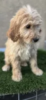 Luca, a male Goldendoodle for sale in Albuquerque, NM – 1 of 4