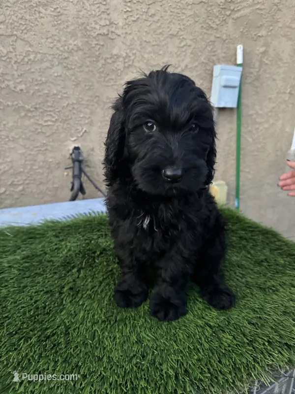 Bella, a female Goldendoodle for sale in Albuquerque, NM – 1 of 2
