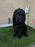 Bella, a female Goldendoodle for sale in Albuquerque, NM – 1 of 2