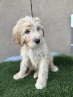 Luca, a male Goldendoodle for sale in Albuquerque, NM – 2 of 4