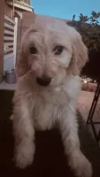 Beth, a female Goldendoodle for sale in Albuquerque, NM – 2 of 2
