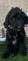 Shadow, a male Goldendoodle for sale in Albuquerque, NM – 2 of 2