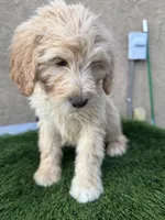 Luca, a male Goldendoodle for sale in Albuquerque, NM – 3 of 4
