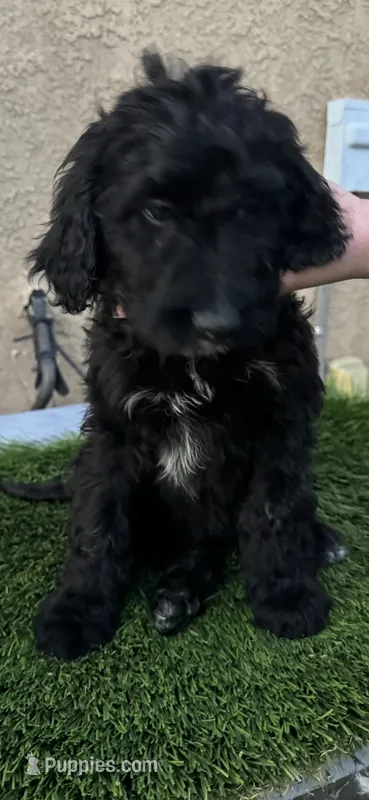 Shadow, a male Goldendoodle for sale in Albuquerque, NM – 1 of 2