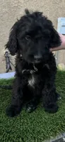 Shadow, a male Goldendoodle for sale in Albuquerque, NM – 1 of 2