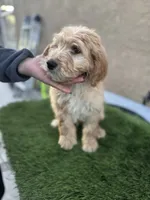 Luca, a male Goldendoodle for sale in Albuquerque, NM – 4 of 4