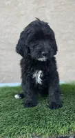 Brownie , a male Goldendoodle for sale in Albuquerque, NM – 2 of 2