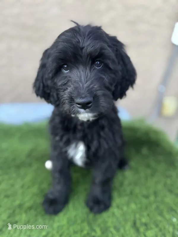 Brownie , a male Goldendoodle for sale in Albuquerque, NM – 1 of 2