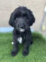 Brownie , a male Goldendoodle for sale in Albuquerque, NM – 1 of 2