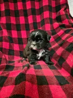 Minnie, a male Shih Tzu for sale in Little Falls, MN – 2 of 5