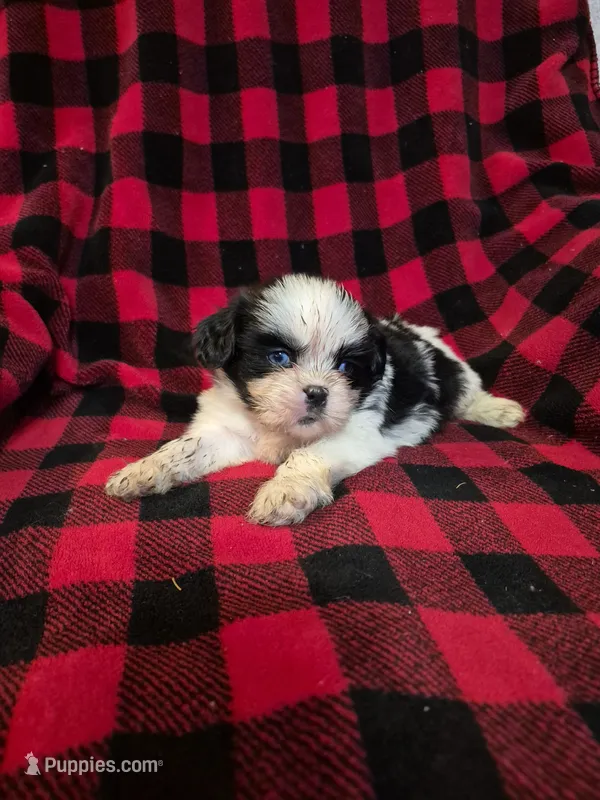 Minnie – Shih Tzu puppy for sale in Little Falls, MN
