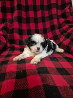 Minnie, a male Shih Tzu for sale in Little Falls, MN – 1 of 5