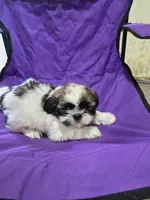 Bell, a male Shih Tzu for sale in Little Falls, MN – 2 of 3