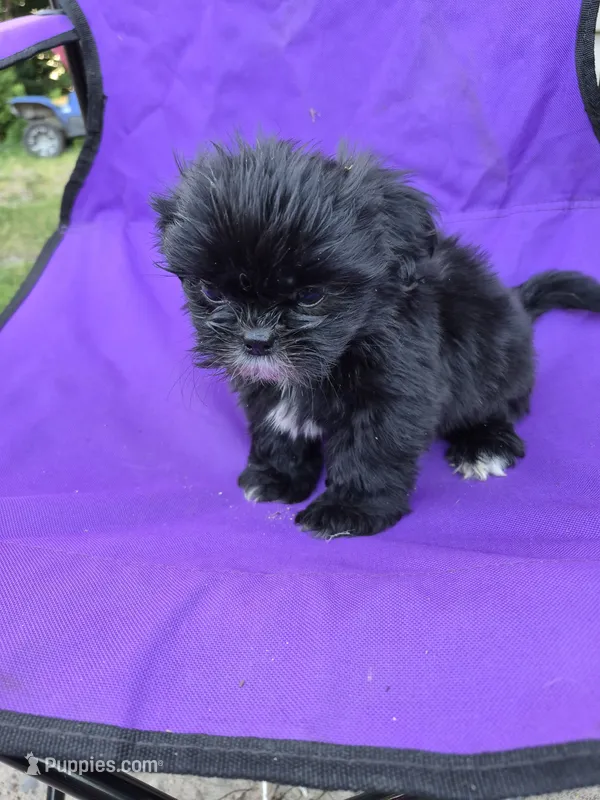 Minnie – Shih Tzu puppy for sale in Little Falls, MN