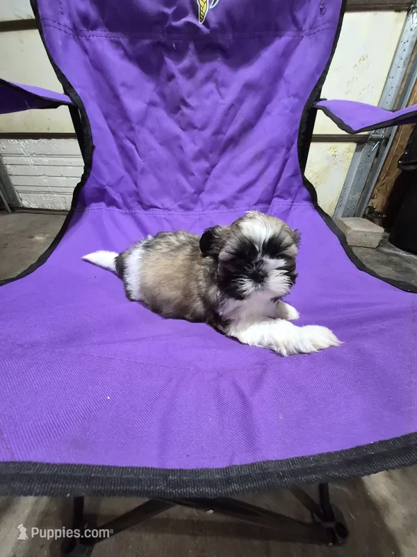 Bell – Shih Tzu puppy for sale in Little Falls, MN