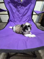 Bell, a male Shih Tzu for sale in Little Falls, MN – 1 of 3