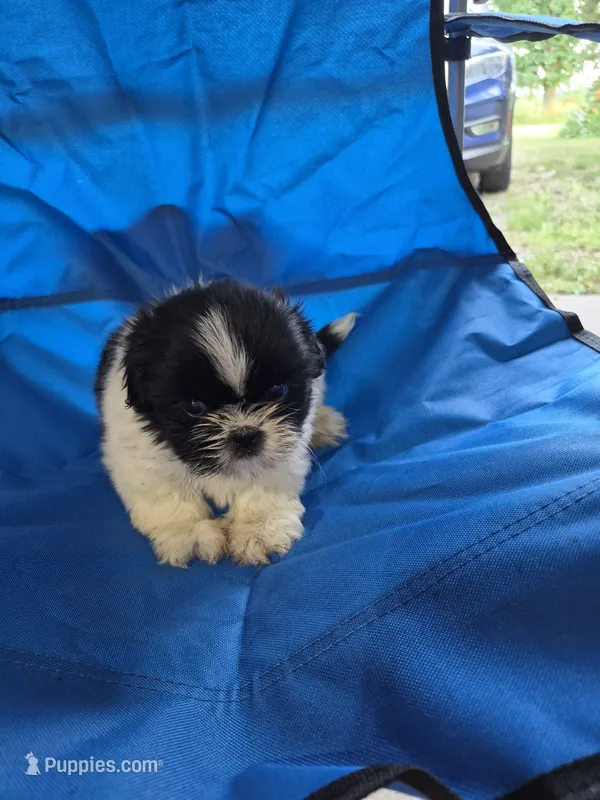 Minnie – Shih Tzu puppy for sale in Little Falls, MN