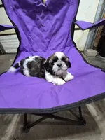 Bell, a male Shih Tzu for sale in Little Falls, MN – 3 of 3